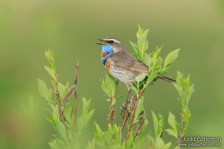 Bluethroat, Seward Peninsula, Alaska, United States